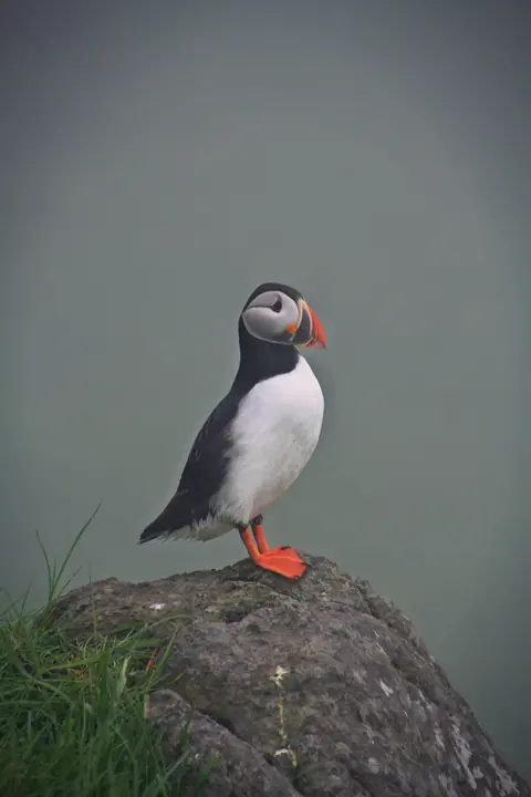 En lundefugl på en stein på Mykines