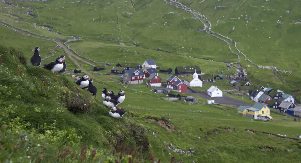 Lundefugler i en gressbakke med bygda på Mykines i bakgrunnen
