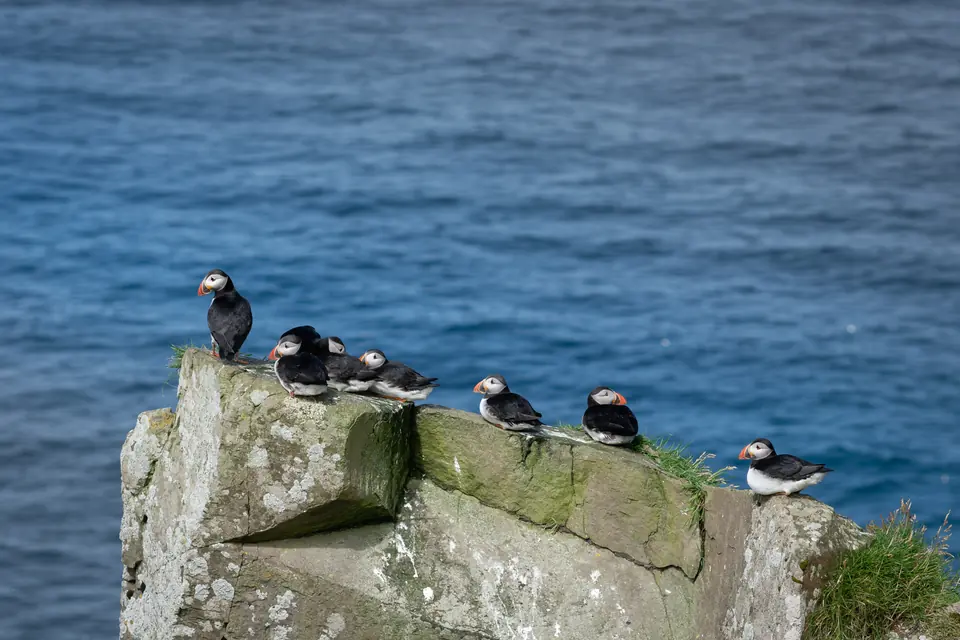 Papageitaucher auf einem Felsen über dem Meer bei Mykines
