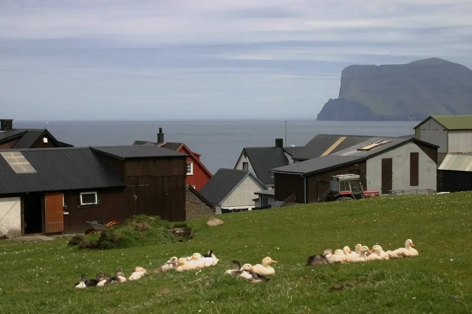 Hus och får i Trøllanes med klipporna bakom